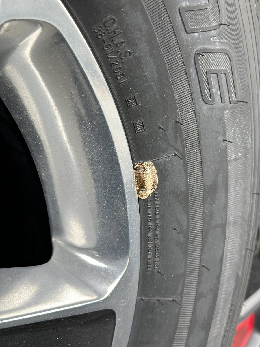 jmpismz's tweet photo. 考えたら分かるし、調べたら出てくる事を聞いてくる人嫌いやわー
車のタイヤにカマキリの巣が付くぐらい嫌やわー
#カマキリの巣 https://t.co/ON9Hgb2X9p