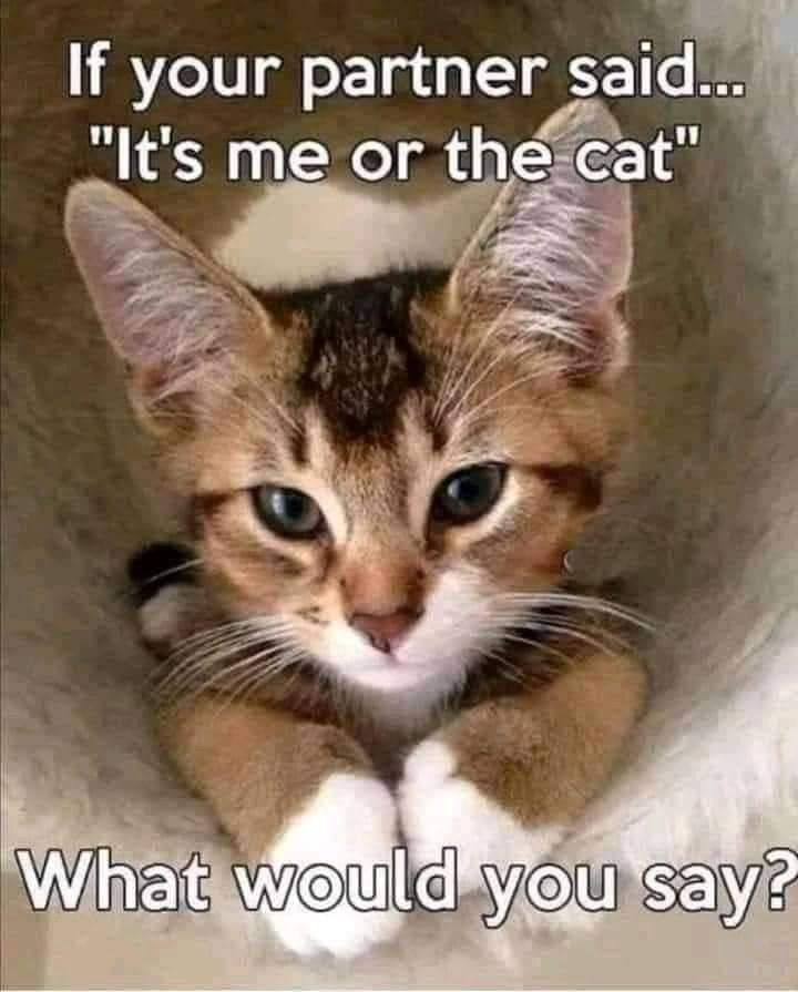 Cats and Kittens tweet media