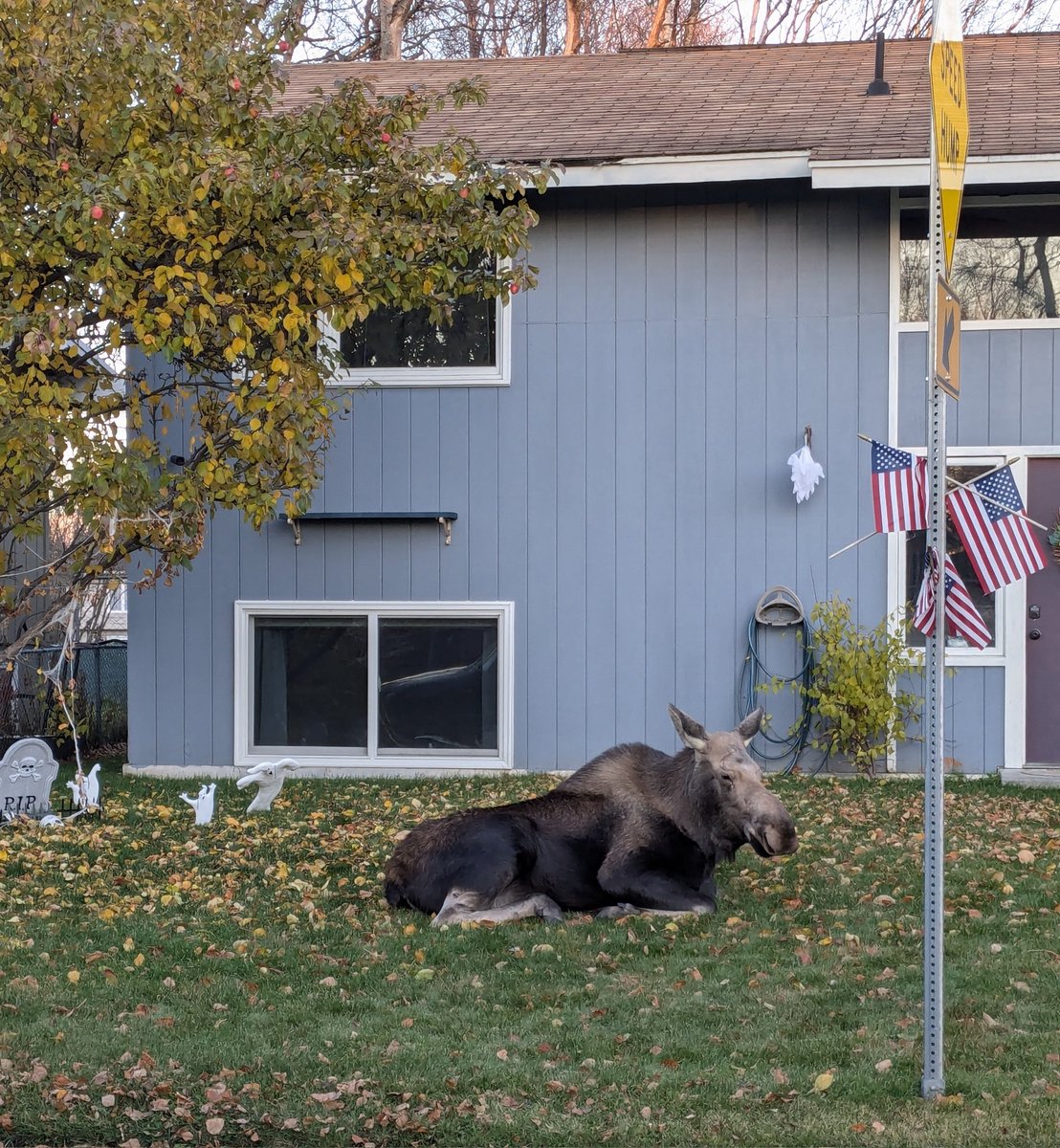 Anna 🐝 Brawley tweet media