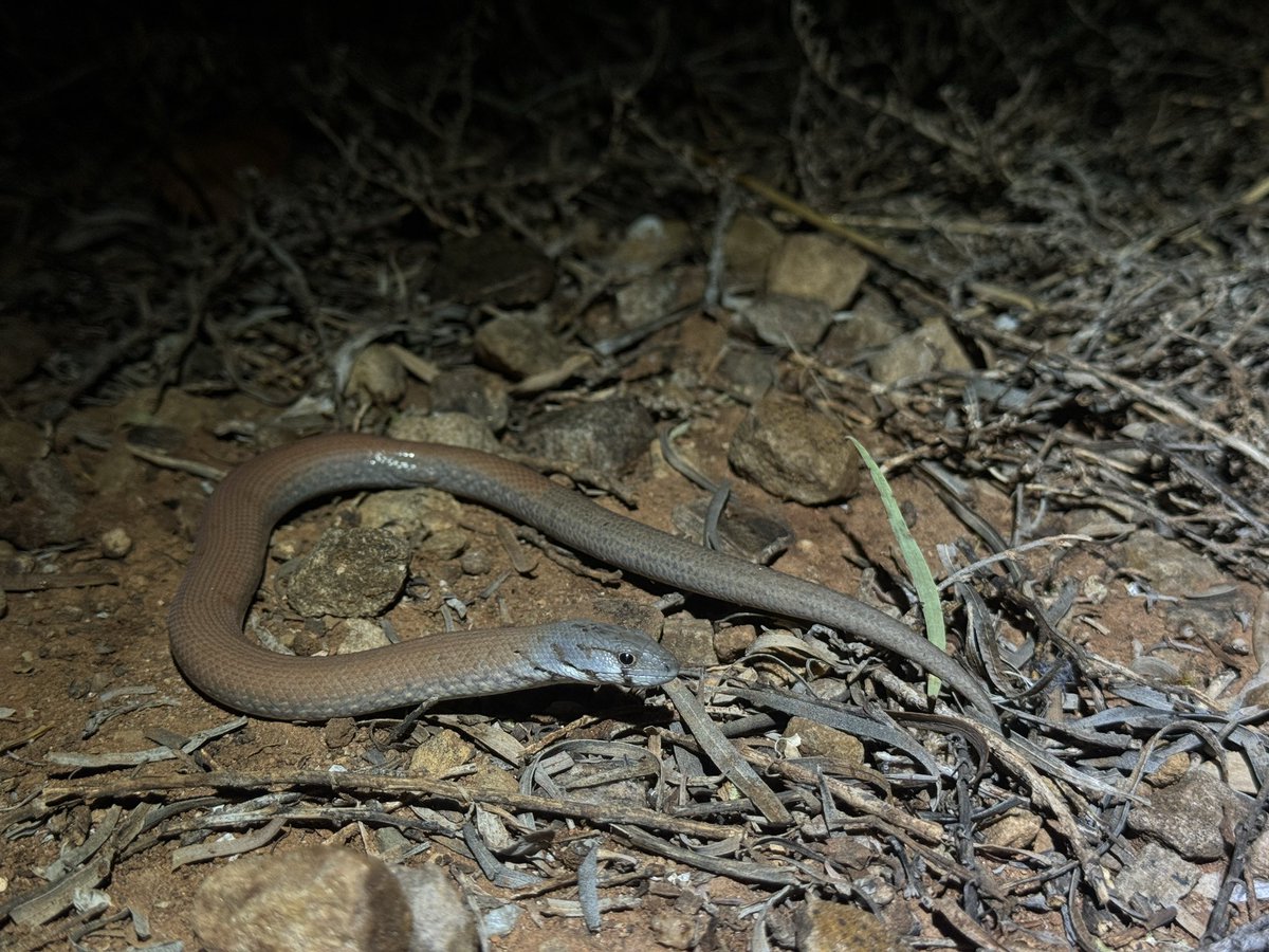 Harrison Kent tweet media