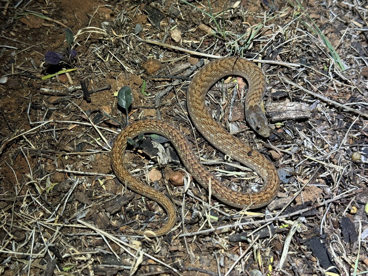 Harrison Kent tweet media