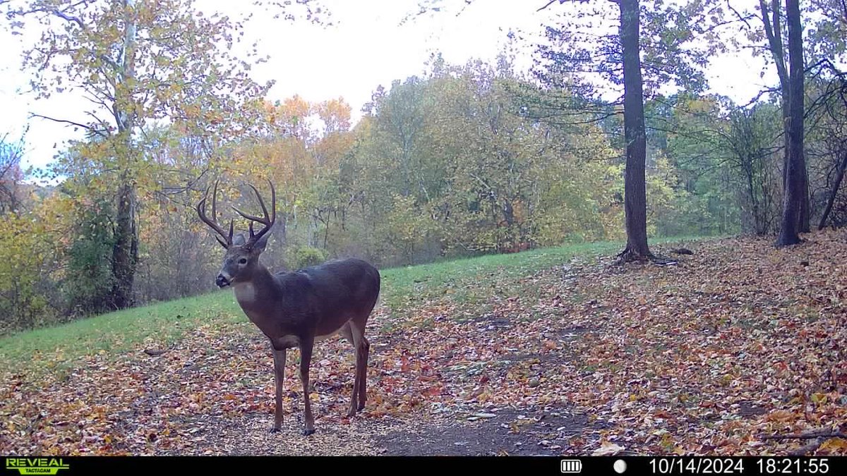 Cooler weather has em moving! <a href="/tactacam/">TACTACAM</a>