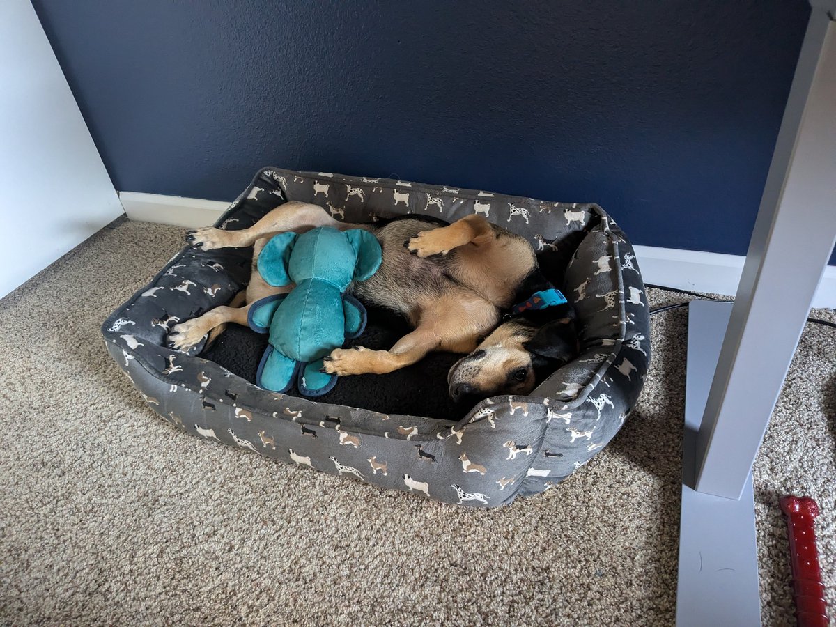 Cooper Puppyheart tweet media