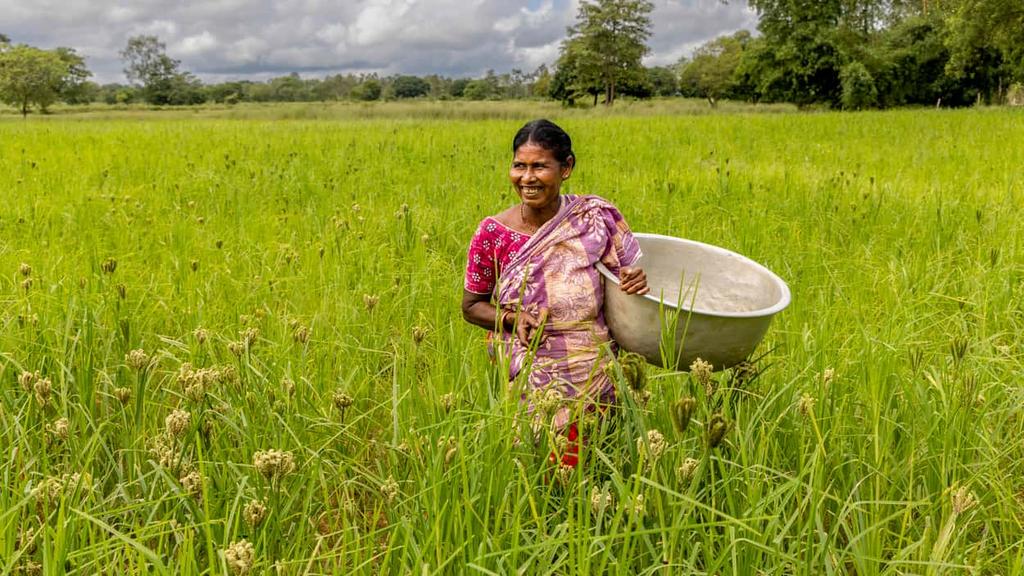 narottamsahoo's tweet photo. This #InternationalDayofRuralWomen, we celebrate the incredible strength of #RuralWomen who produce half of the #world’s #food while leading the charge in #environmental conservation.

From practicing #sustainable agriculture to preserving #biodiversity, they are key to fighting #poverty, #hunger, and #climatechange.

Let's #empower and support them for a #better, #greener future!

@UN_Women @UNESCAP @UNESCO @mygovindia @SDG2030 @IISD_SDGs