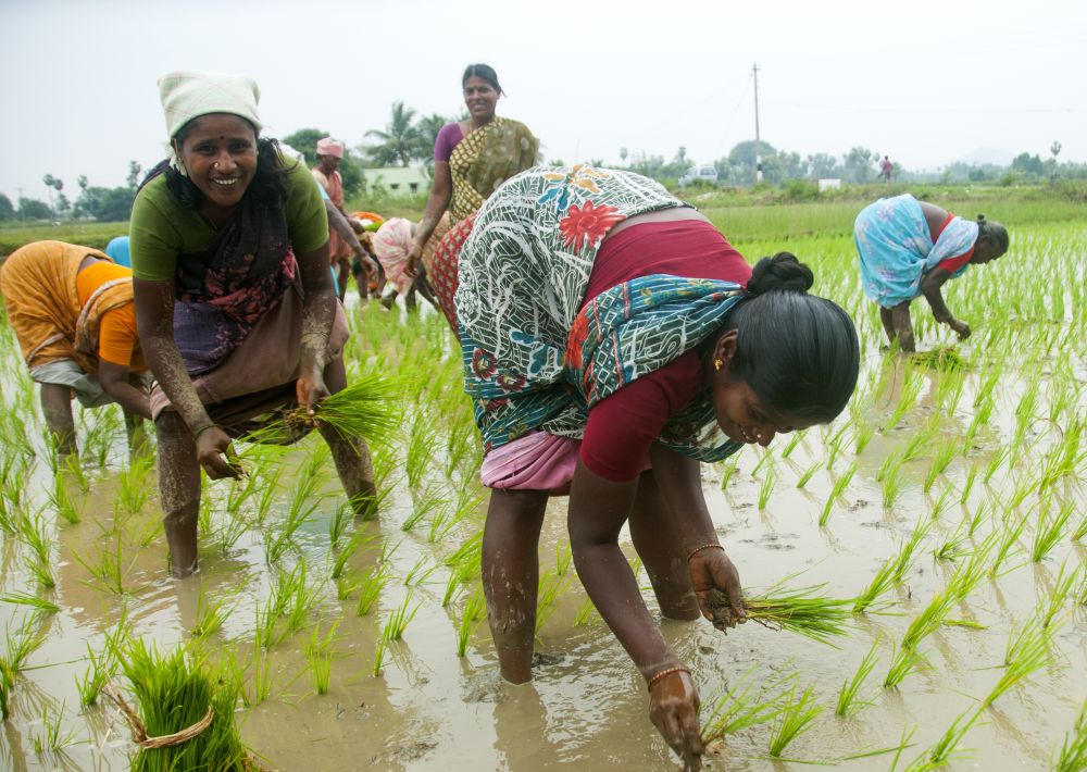 narottamsahoo's tweet photo. This #InternationalDayofRuralWomen, we celebrate the incredible strength of #RuralWomen who produce half of the #world’s #food while leading the charge in #environmental conservation.

From practicing #sustainable agriculture to preserving #biodiversity, they are key to fighting #poverty, #hunger, and #climatechange.

Let's #empower and support them for a #better, #greener future!

@UN_Women @UNESCAP @UNESCO @mygovindia @SDG2030 @IISD_SDGs