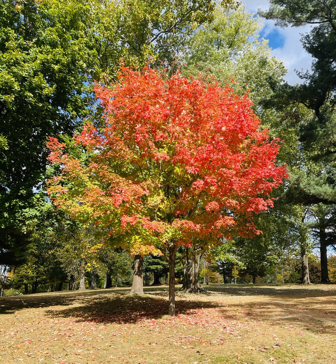 1lilt_nyc's tweet image. 秋真っ盛り🍂ニューヨーク
今週も無理せずゆる〜く楽しんでポケ活していきます。

Feel autumn🗽
#gengar #PokemonGO
#pokemonGOAR
#GOsnapshot
#GOsnapshotCelebration #zamazenta