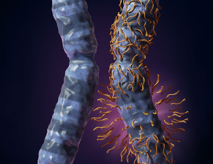 Science Magazine (@sciencemagazine) on Twitter photo New research suggests that #NFκB signaling is necessary to maintain #Xchromosome inactivation after T cell activation.
Read more in <a href="/SciImmunology/">Science Immunology</a>: bit.ly/4eVzLV8 New research suggests that #NFκB signaling is necessary to maintain #Xchromosome inactivation after T cell activation.
Read more in <a href="/SciImmunology/">Science Immunology</a>: bit.ly/4eVzLV8
