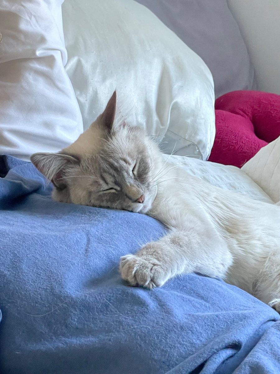 ronan (@mmdnnp) on Twitter photo 