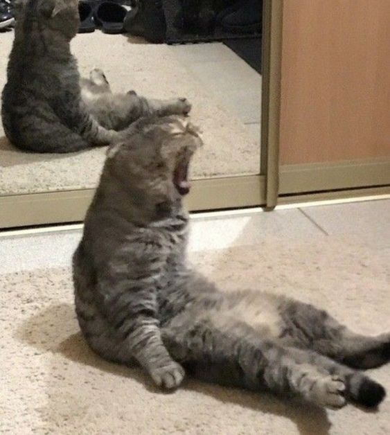 Rumi 💖 tweet media