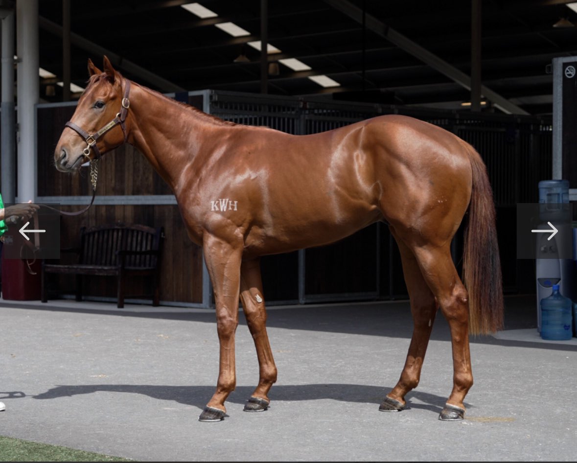 Massive stride length, and quick.. 10.82 seconds. 🏇💨 

A Beautiful colt from <a href="/inglis_sales/">Inglis</a> Ready to Run with ownership opportunities available.  

Lot 94 All Too Hard x Lonely Heart - purchased for $220k.

Call <a href="/ShonaDrechsler/">Shona Drechsler 🐮🇦🇺🐴</a> to get involved! ☎️ 0408427414