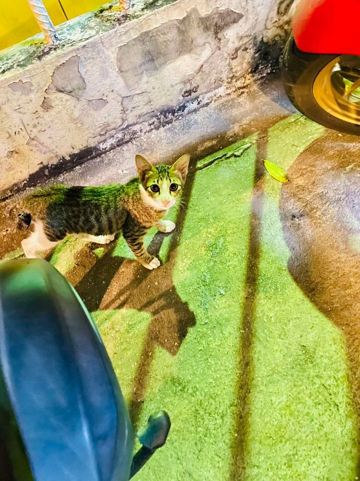 🏡หาบ้านให้น้องแมว🏡
แมวจร 4 ชีวิต แม่แมว และลูกๆสามตัว
1.- แม่แมว ไม่ทราบอายุ ทำหมันแล้ว 
      ลายสลิด
2.- ลูกแมว No.1 เพศผู้ สีดำ อายุ 4เดือน 
      **ครบ5เดือน จะพาไปทำหมัน**
3.- ลูกแมว No.2 เพศผู้ สีดำ อายุ 4เดือน
      **ครบ5เดือน จะพาไปทำหมัน**
4.- ลูกแมว No.3 เพศเมีย