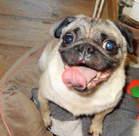 EGLR1's tweet photo. #Happynationalpugday 
To our #Peppa
My two #sponsordogs
#Puglet 
#piglet
#pugs 
Looking for #gift
#christmas
#teamzay 
Details below 
https://t.co/rC22Cncgrb https://t.co/NBZBH9w9QU