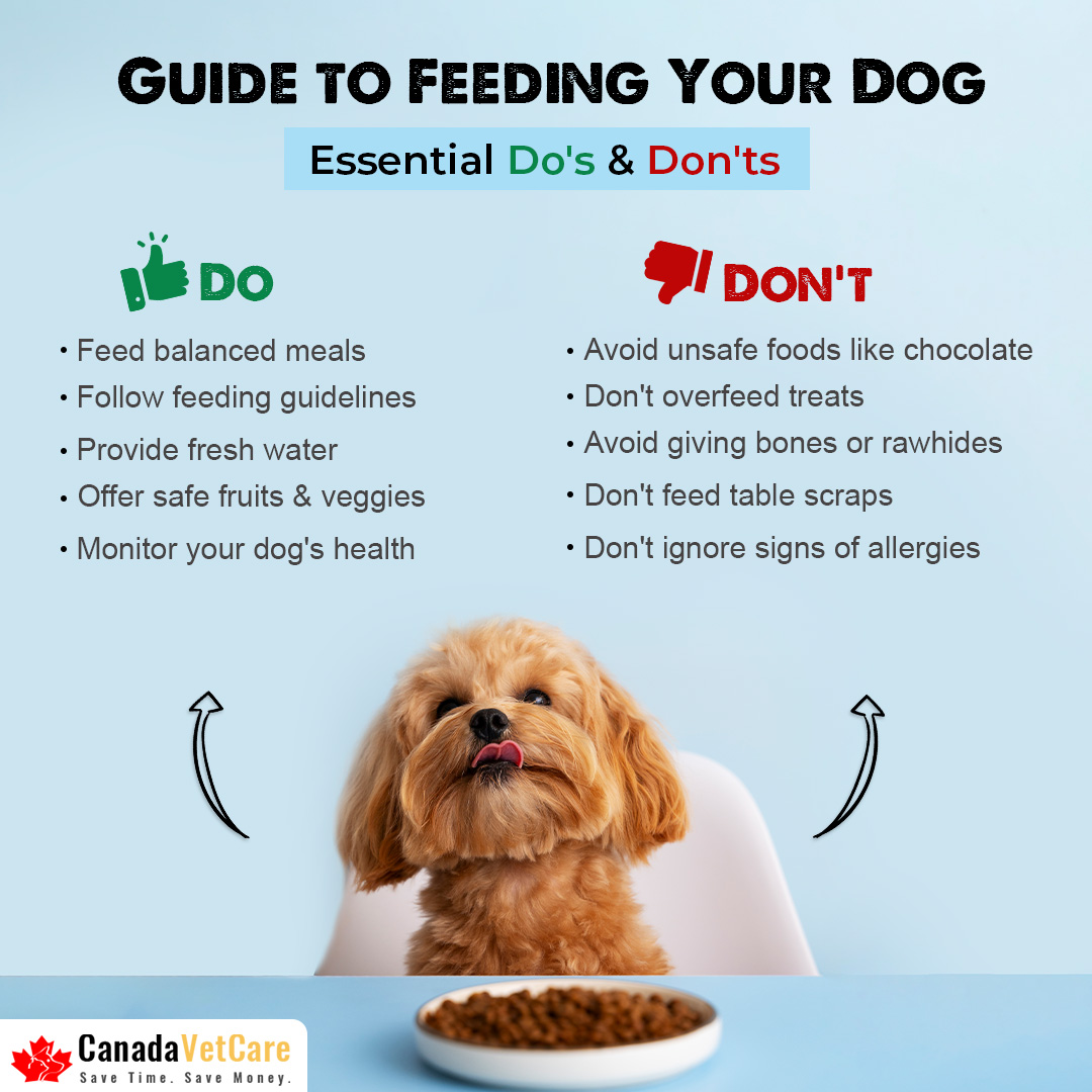 CanadaVetCare's tweet image. Essential Do's and Don'ts to Keep in Mind While Feeding Our Dogs 🐶🐾

#dosanddonts #petcaretips #petcare #doglovers