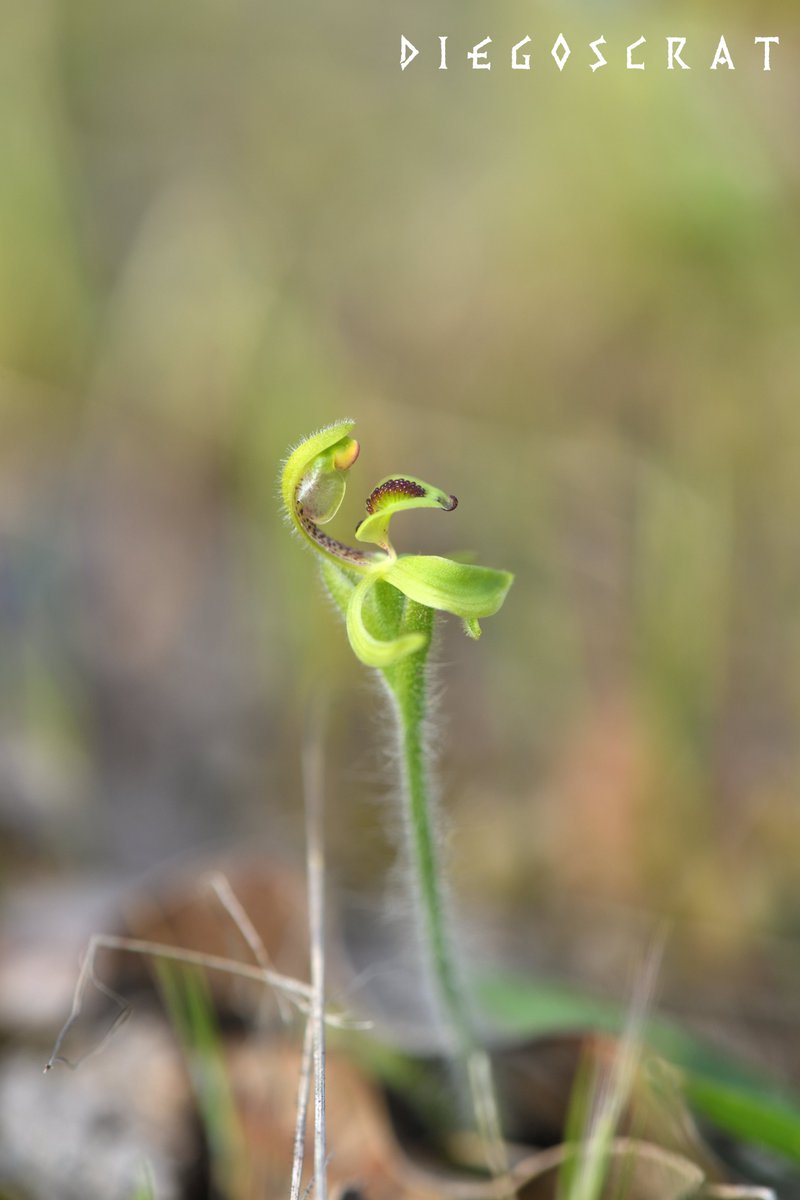 DiegoScrat's tweet photo. 《𝑪𝒂𝒍𝒂���𝒆𝒏𝒊𝒂 𝒃𝒓𝒚𝒄𝒆𝒂𝒏𝒂 𝘀𝘂𝗯𝘀𝗽. 𝒃𝒓𝒚𝒄𝒆𝒂𝒏𝒂 - Dwarf Spider Orchid》
矮人蜘蛛蘭，主要分布在Stirling Range與Boxwood Hill 之間，藏在綠色的草地中，那嬌小的體型實在是走過路過直接錯過，遍尋許久總算在今年一親芳澤。 https://t.co/kdJDZs9xyp