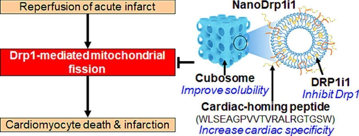 JMCC Plus (@jmccplus) on Twitter photo Exciting new research by <a href="/JarmonLees/">Jarmon Lees</a> et al. reveals that cardiac-targeted therapy using DRP1i1, a #mitochondrial fission protein inhibitor, reduces #cardiacinjury. Notably, #nanoparticle delivery boosts efficacy while reducing off-target effects.
buff.ly/3Y8VHWp Exciting new research by <a href="/JarmonLees/">Jarmon Lees</a> et al. reveals that cardiac-targeted therapy using DRP1i1, a #mitochondrial fission protein inhibitor, reduces #cardiacinjury. Notably, #nanoparticle delivery boosts efficacy while reducing off-target effects.
buff.ly/3Y8VHWp