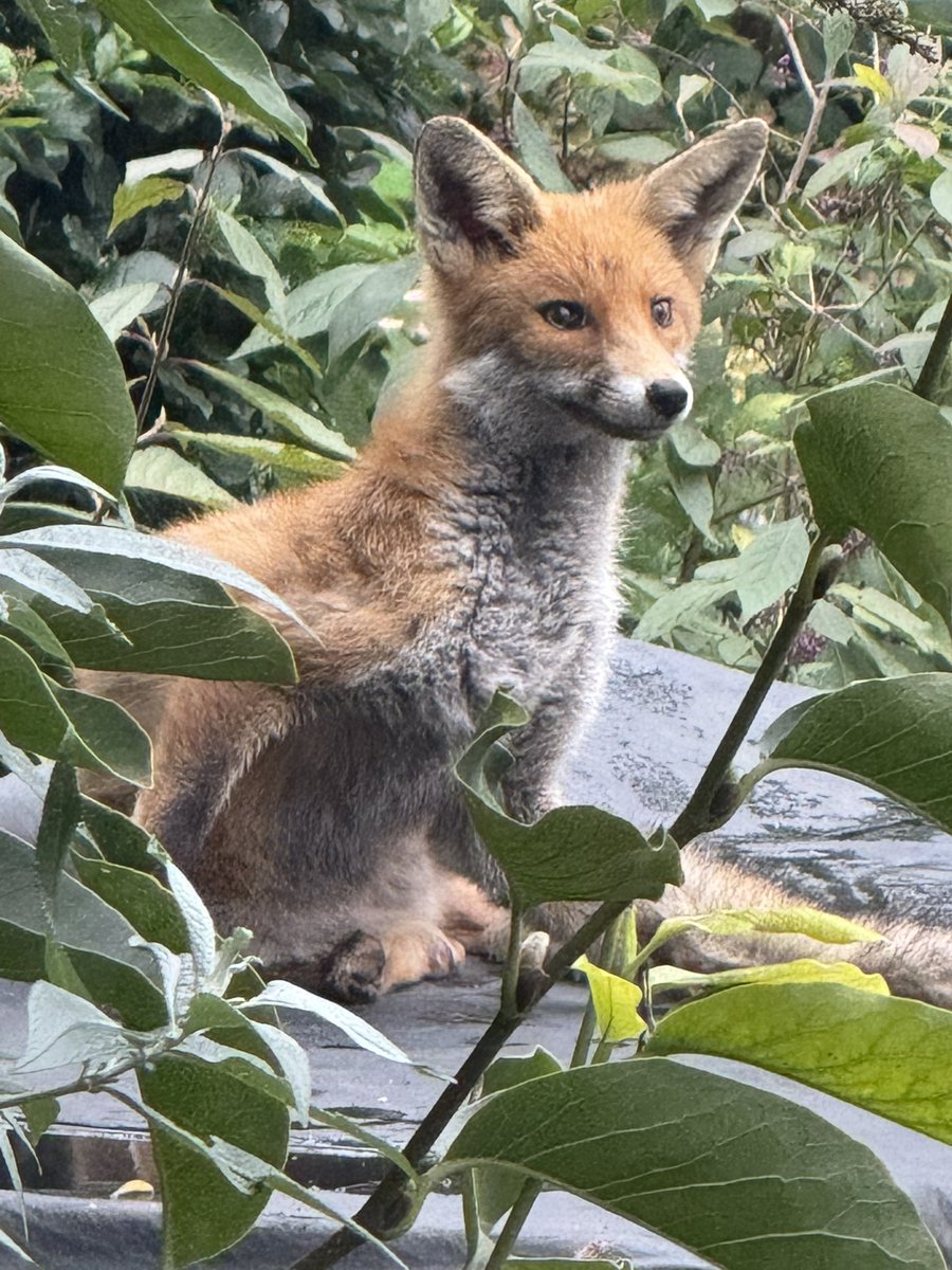 He does seem to enjoy sitting on my sofa #FoxOfTheDay