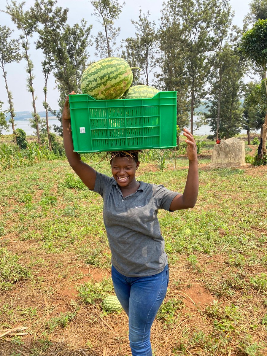 We celebrate the strength, resilience, and invaluable contributions of #RuralWomen to our communities. These incredible women  are at the forefront of poverty alleviation, food security, and climate resilience #RuralWomenCultivatingGoodFoodforAll #InternationalDayofRuralWomen2024
