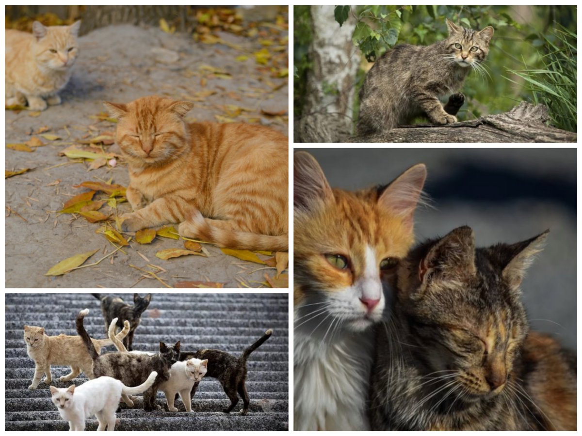 AmaregarDefensoraAnimalista, EcoFeminista tweet media