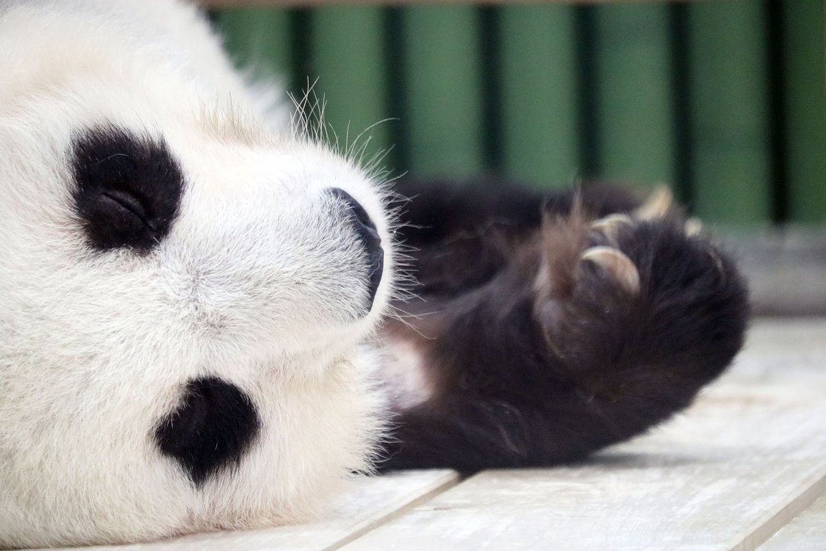 Pandaexn's tweet photo. 「するどいツメは、自分を守るためにあるの」🐼✨️

#水曜日のお嬢様 #タンタン #パンダ #パンダ沼 #panda #お嬢様の言葉 #タンタンさん https://t.co/ziCc7YBSkA