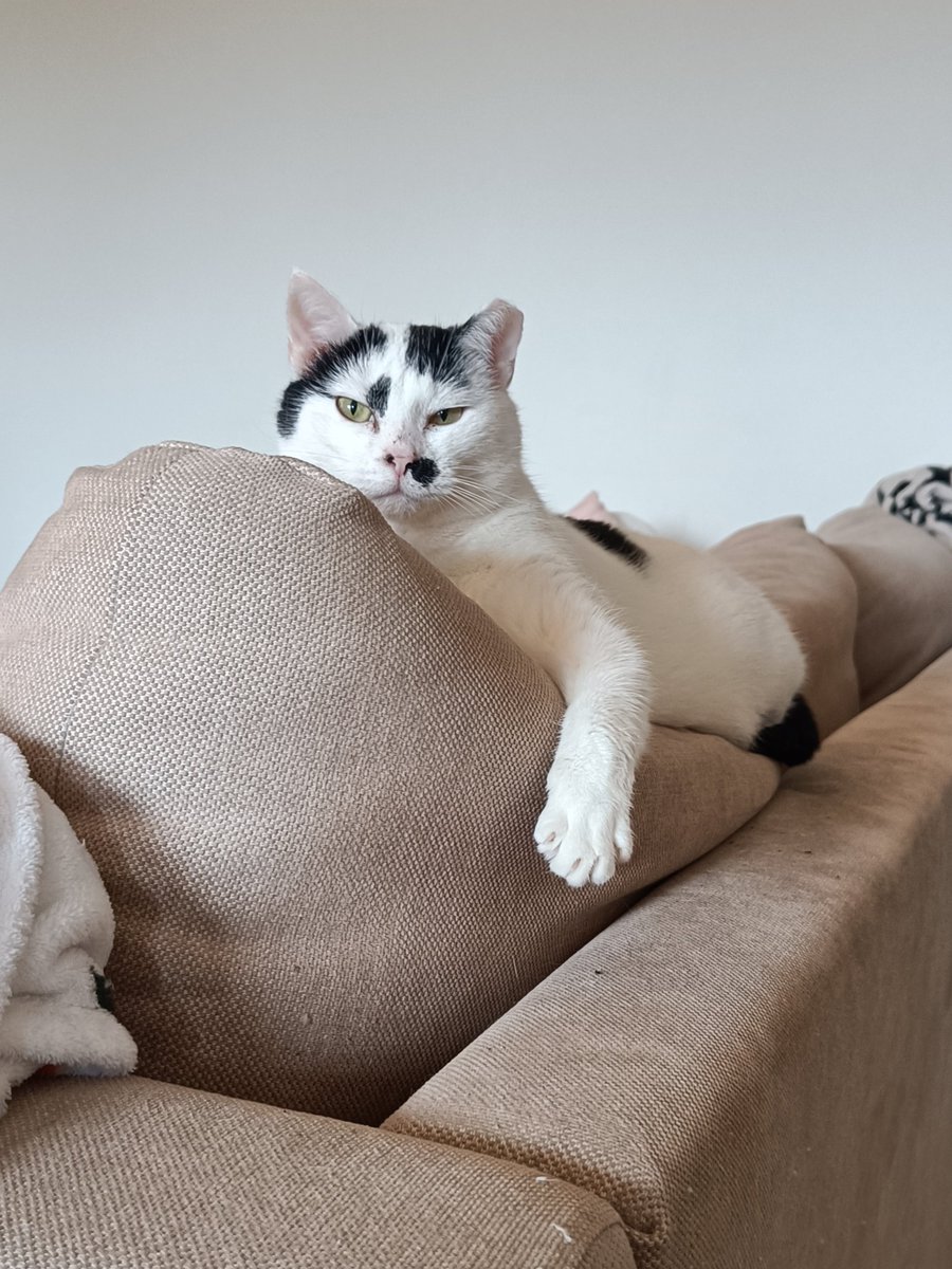 Cat @ 🔜 FACTS ✨ tweet media