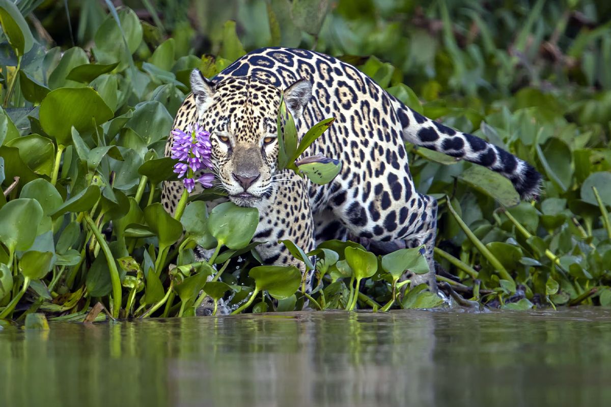 ICYMI: a round-up of recent freshwater news from around the world

🇧🇷 ‘Losing Noah’s Ark’: Brazil’s plan to turn the Pantanal into waterway threatens world’s biggest wetland: buff.ly/4eJ5aKV