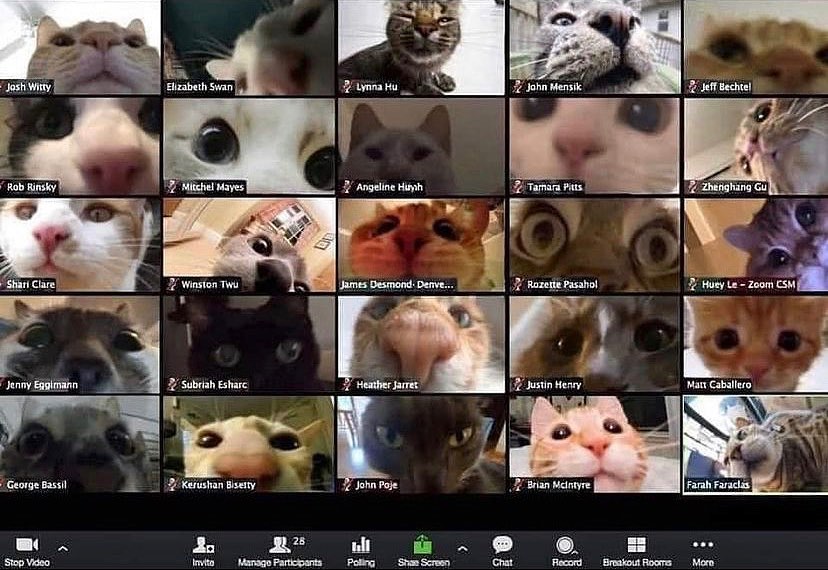 Punch Cat tweet media