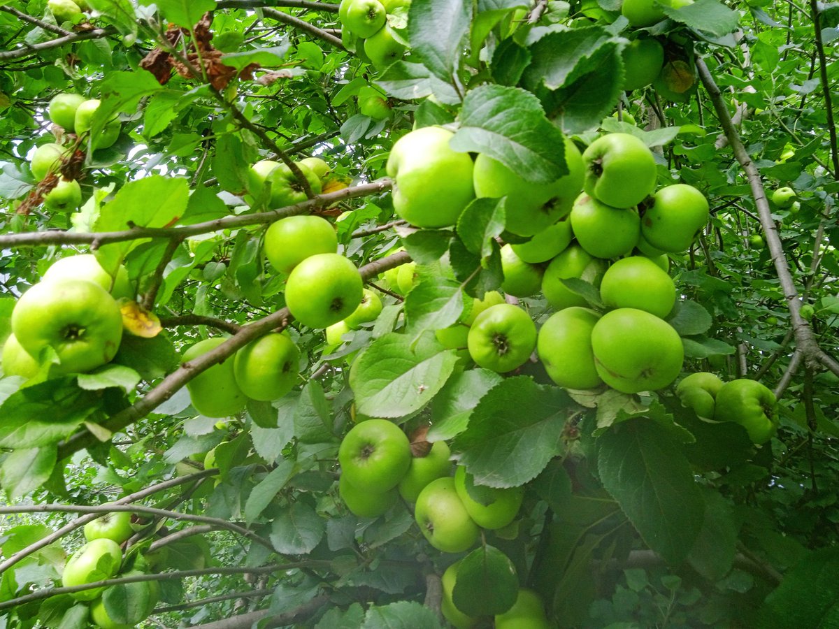 Organic Apple trees in my orchards