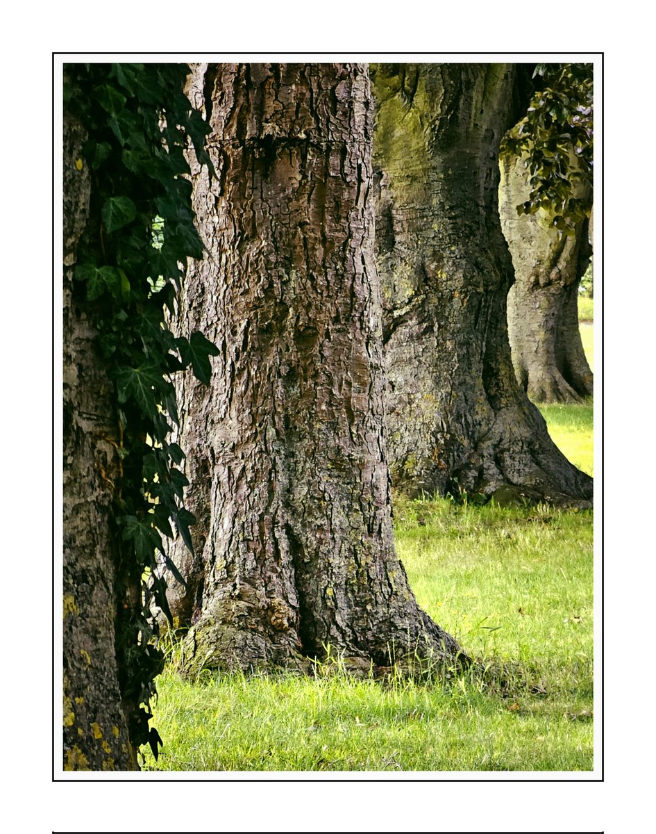 "Family Line..."

Happy #ThickTrunkTuesday :-)

#Trees
#Nature
#Woodland