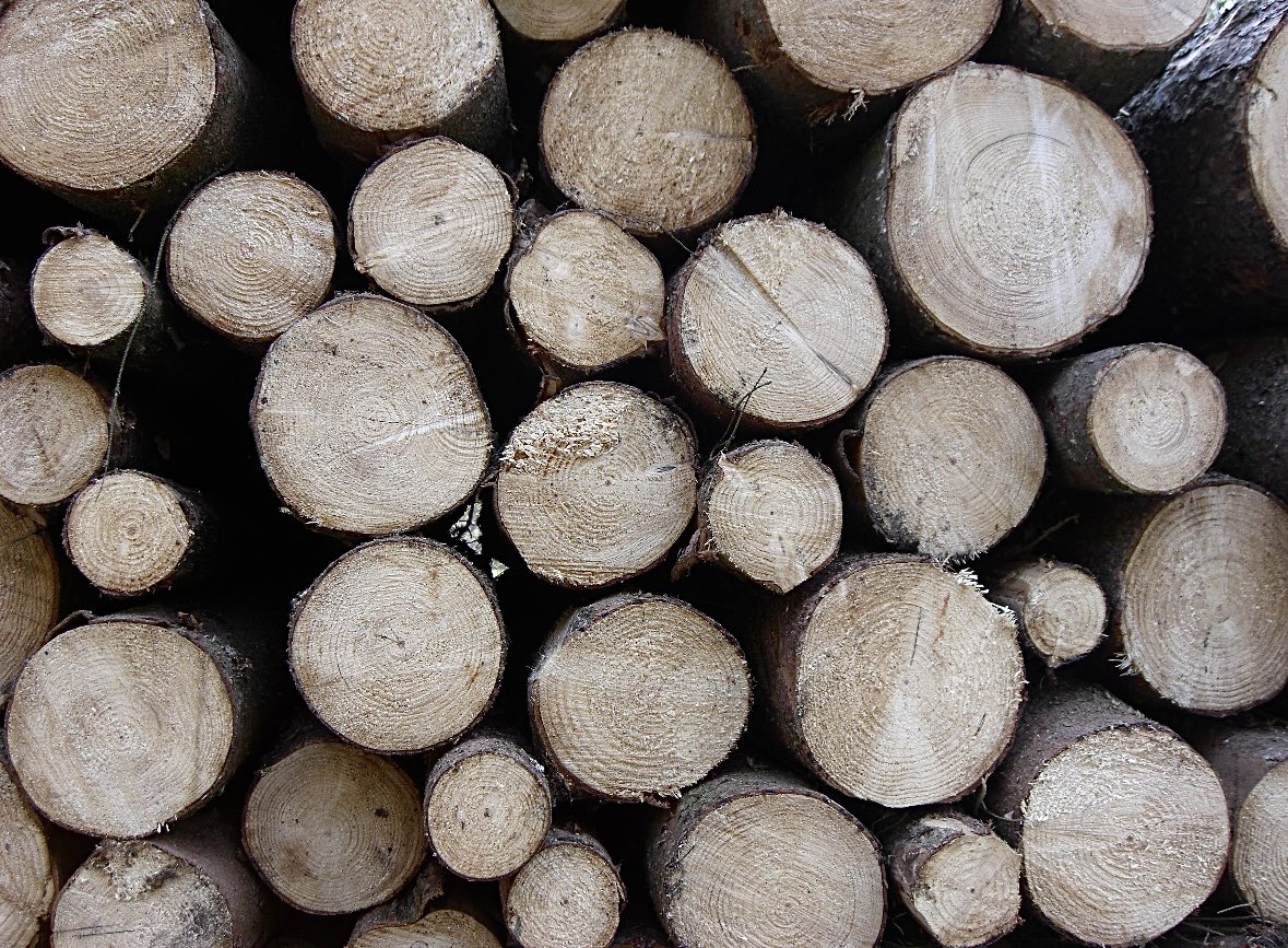 Der Wald ist immer noch Kohlenstoffsenke. Forstwirtschaft entleert sie laut BWI4 laufend durch Übernutzung, größtenteils durch Frisch-, nicht Käferholz. Beteiligte zeigen  nur auf Klimawandel. Zu Klimawandelleugnung kommt jetzt #forstkrisenleugnung