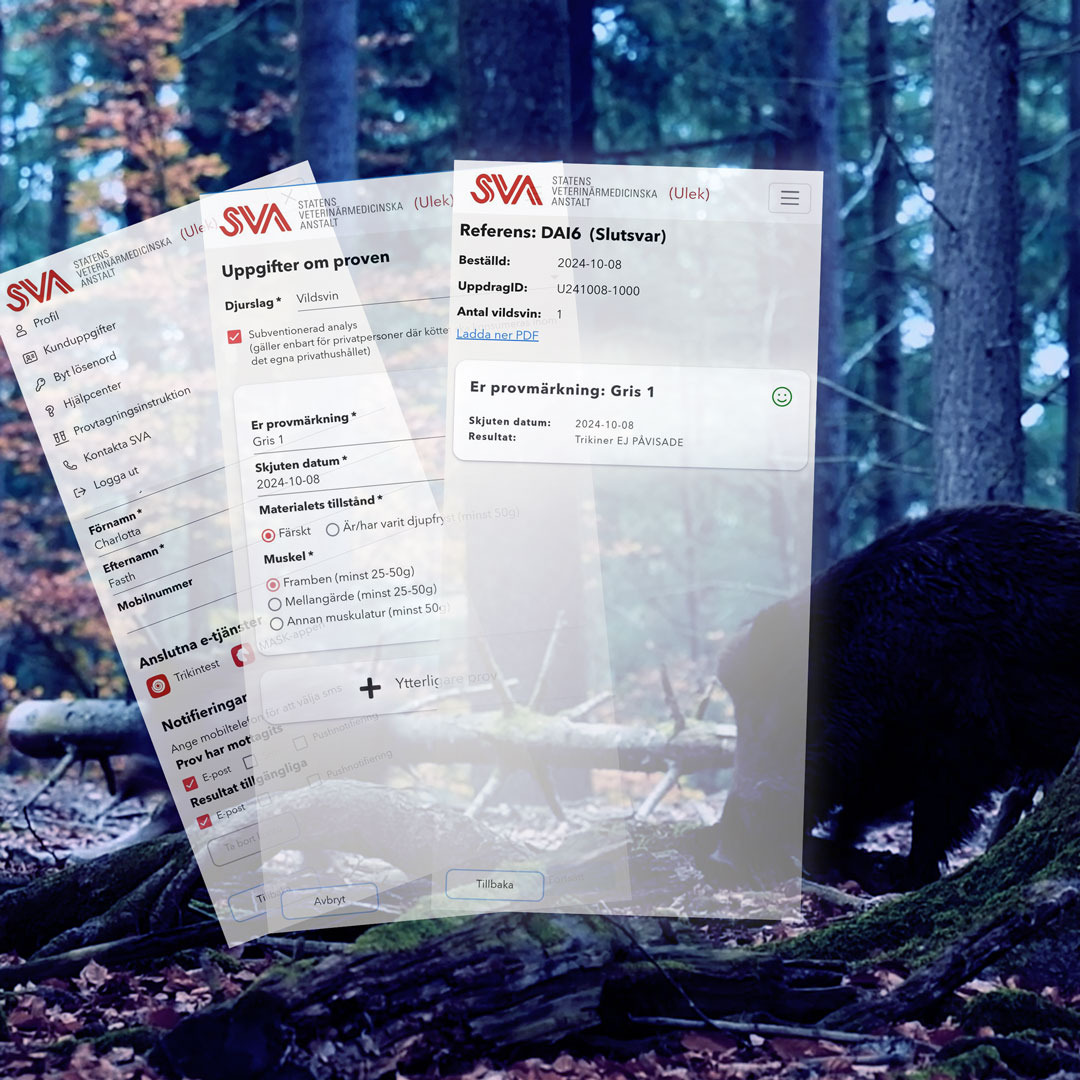 SVA lanserar appen Trikintest på Elmia. 
Trikintest är en app där vildsvinsjägare kan beställa trikinanalyser. Med appen slipper jägare fylla i pappersremisser och användaruppgifter är redan ifyllt. Provtagningsmaterial kan också beställas enkelt i förväg. sva.se/aktuellt/press…