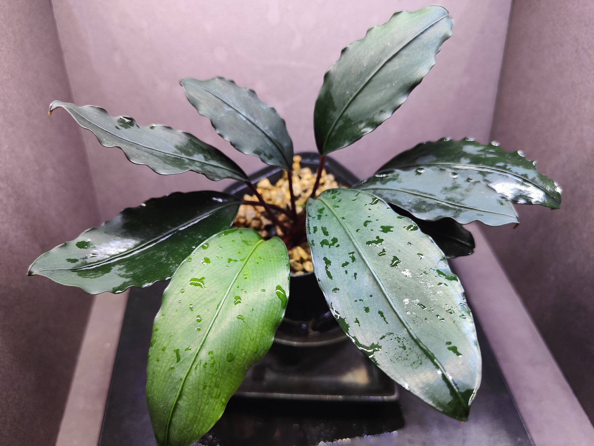 Bucephalandra ブセファランドラ motleyana モトレイアーナ キボーデコ on X: 