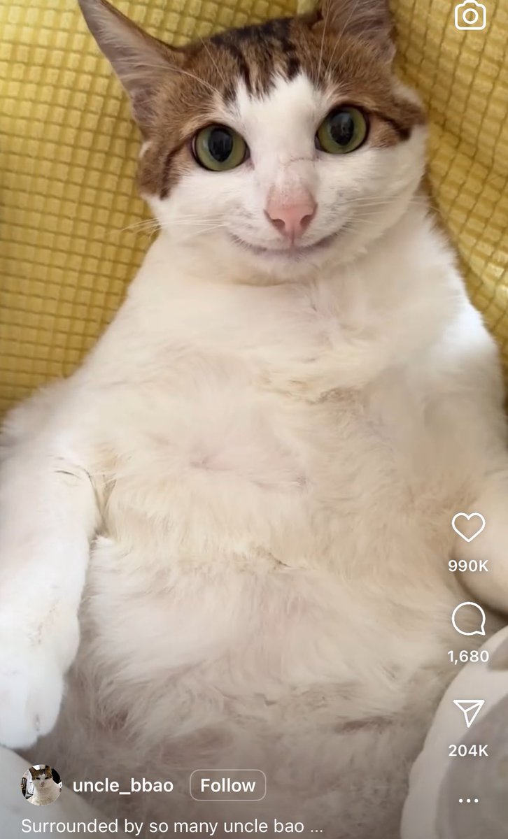 wuooods's tweet photo. Unrelated to the post but this cat is called uncle Bao, he had an unfortunate tooth infection that led him to have a permanent wisened smirk, and I love him deeply https://t.co/EODAsRAlsj