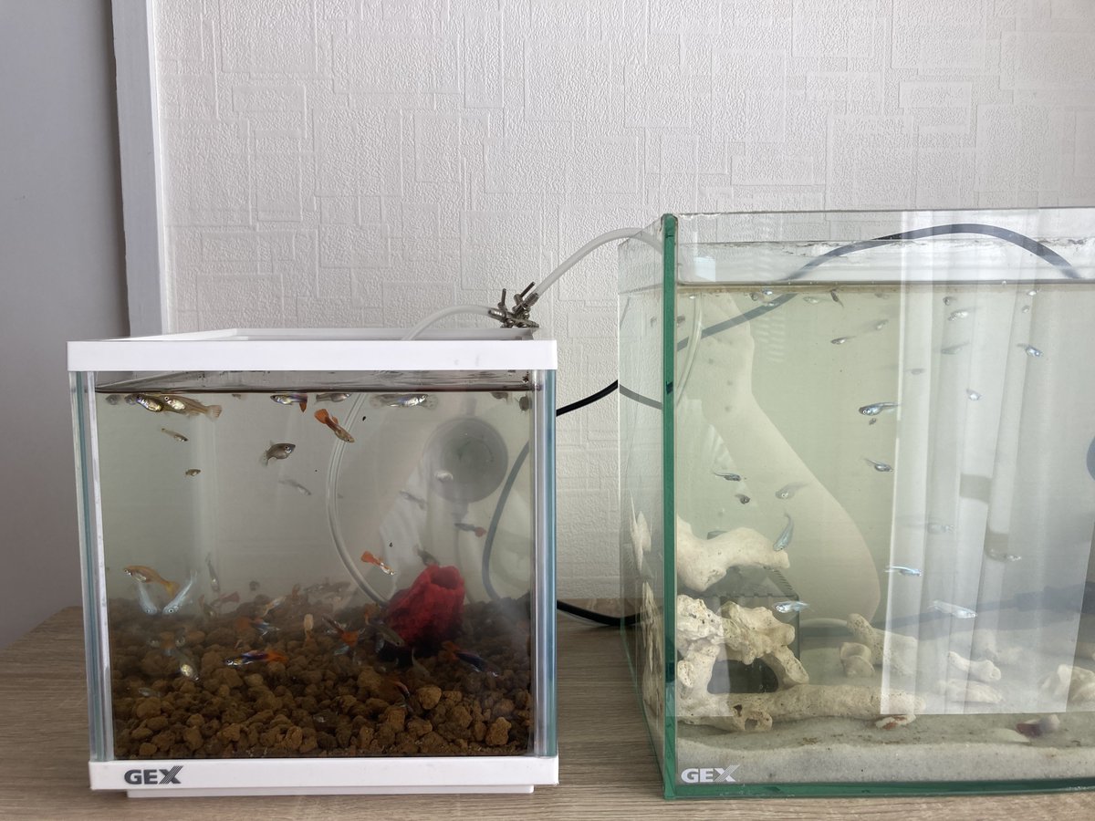 sakanachandaaa's tweet photo. 我が家のミユキちゃんが何故か朝起きたら隣のグッピー水槽にいた…🐟

水位的にも距離的にも移動するの結構大変だと思うんだけどこんな事ある！？ https://t.co/9QetelhReH