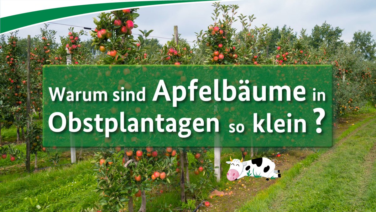 Ein #Apfelbaum 🍏🍎🌳im eigenen Garten unterscheidet sich oft stark von einem Baum aus einer gewerblichen Plantage. Aber warum sind Apfelbäume🍏 in #Obstplantagen eigentlich so klein? Mehr dazu in unserm neuen Video 🎦.
➡️ youtu.be/dReDVbBEaV8 
#Landwirtschaft
#Obstanbau