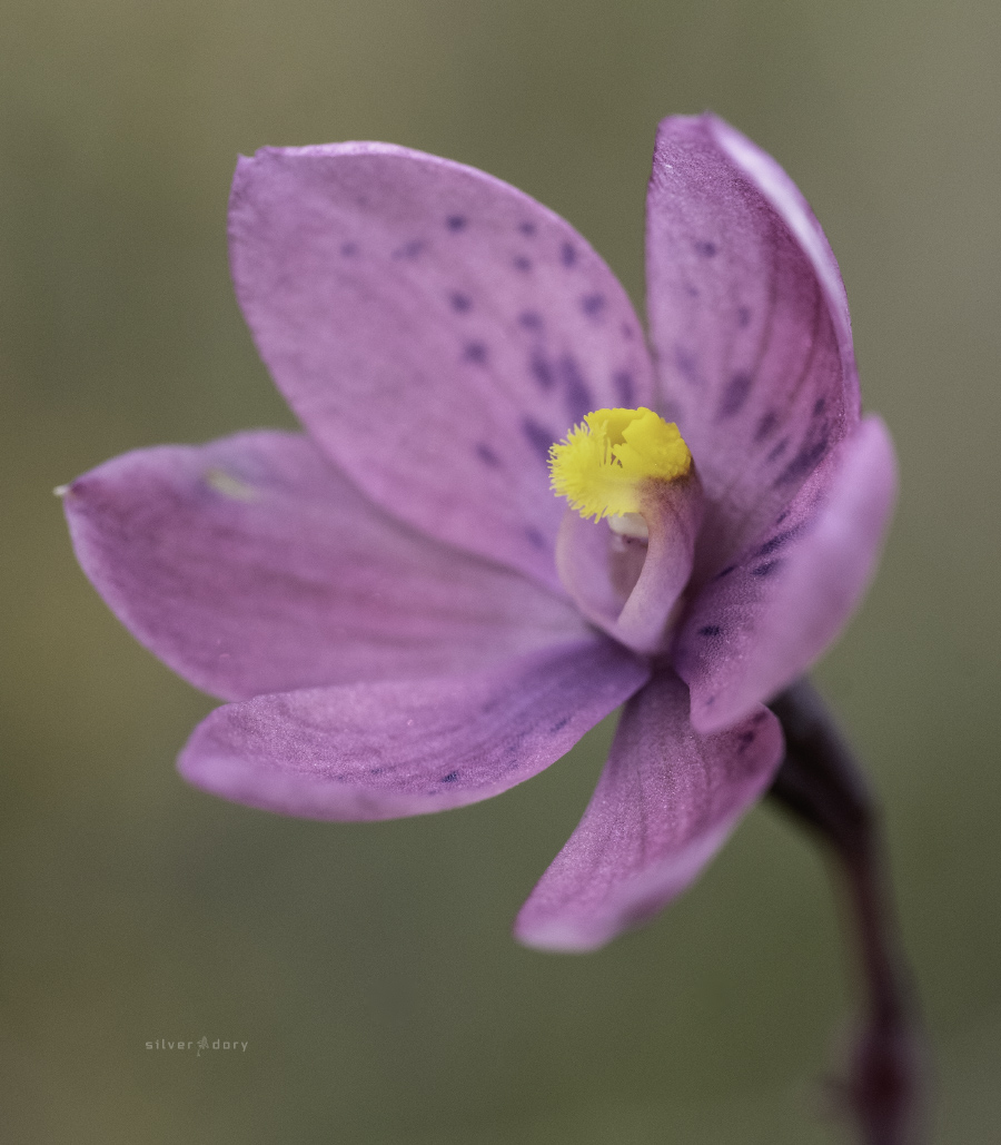 Silver Dory tweet media