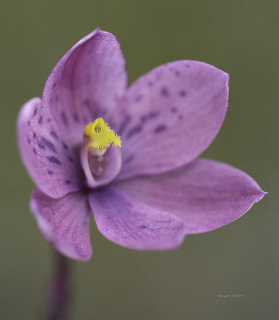 Silver Dory tweet media