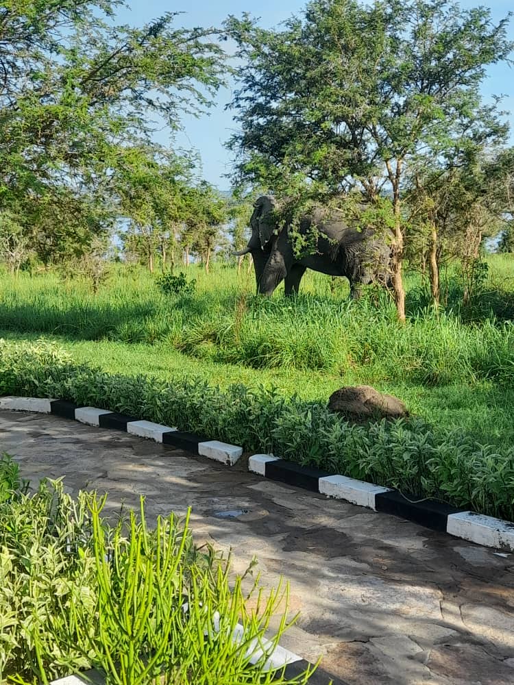 gorillatoursug's tweet photo. This 3 Days Murchison Falls National Park safari takes you to Uganda’s biggest national park, which is home to different types of animals and the world’s strong waterfall.

#gamedrive #hikingadventures #BoatTrips #murchisonfallsnationalpark #ThePearlOfAfrica #birdwatching https://t.co/Uw6DWjHSCi