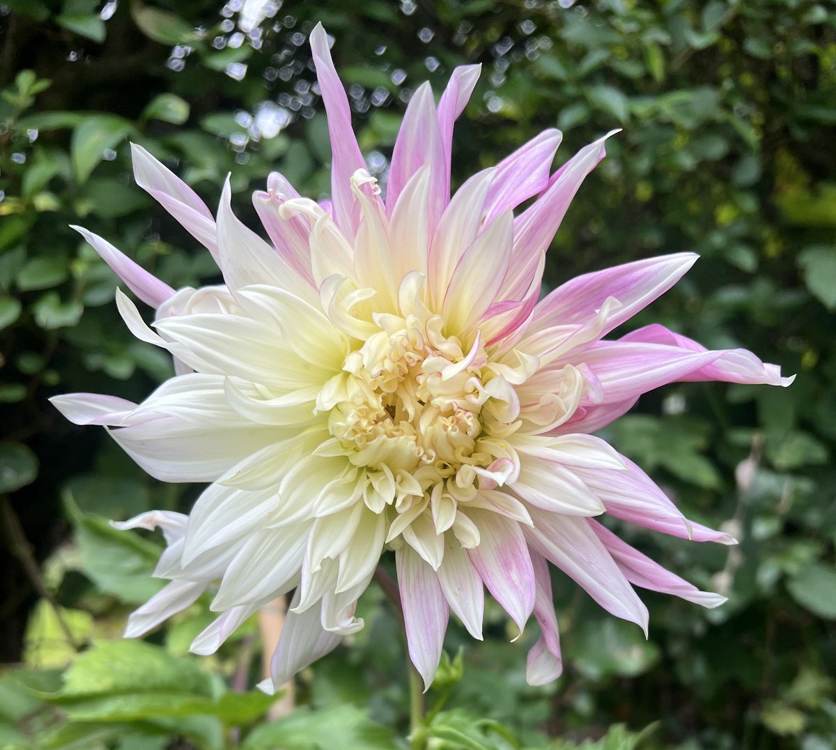 I love that #dahlias turn up late in the summer &amp; then continue until the frost arrives! They outlive most other summer flowers &amp; bring joy on cold &amp; wet #autumn days! Like this Kiev, still looking lovely &amp; doing its thing in mid October! Happy Tuesday everyone! 🍁🩷💛🌸🌼🍂