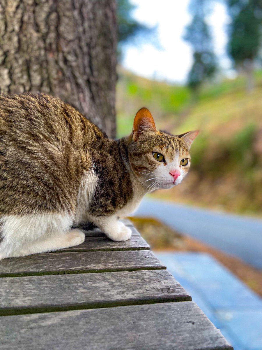 manvij1's tweet image. Sharing some of my cat pics to bless your feed and make your day 10x better! 🐾✨
 #CatsOfTwitter #CatLovers #Caturday #FelineFriends #Blessed