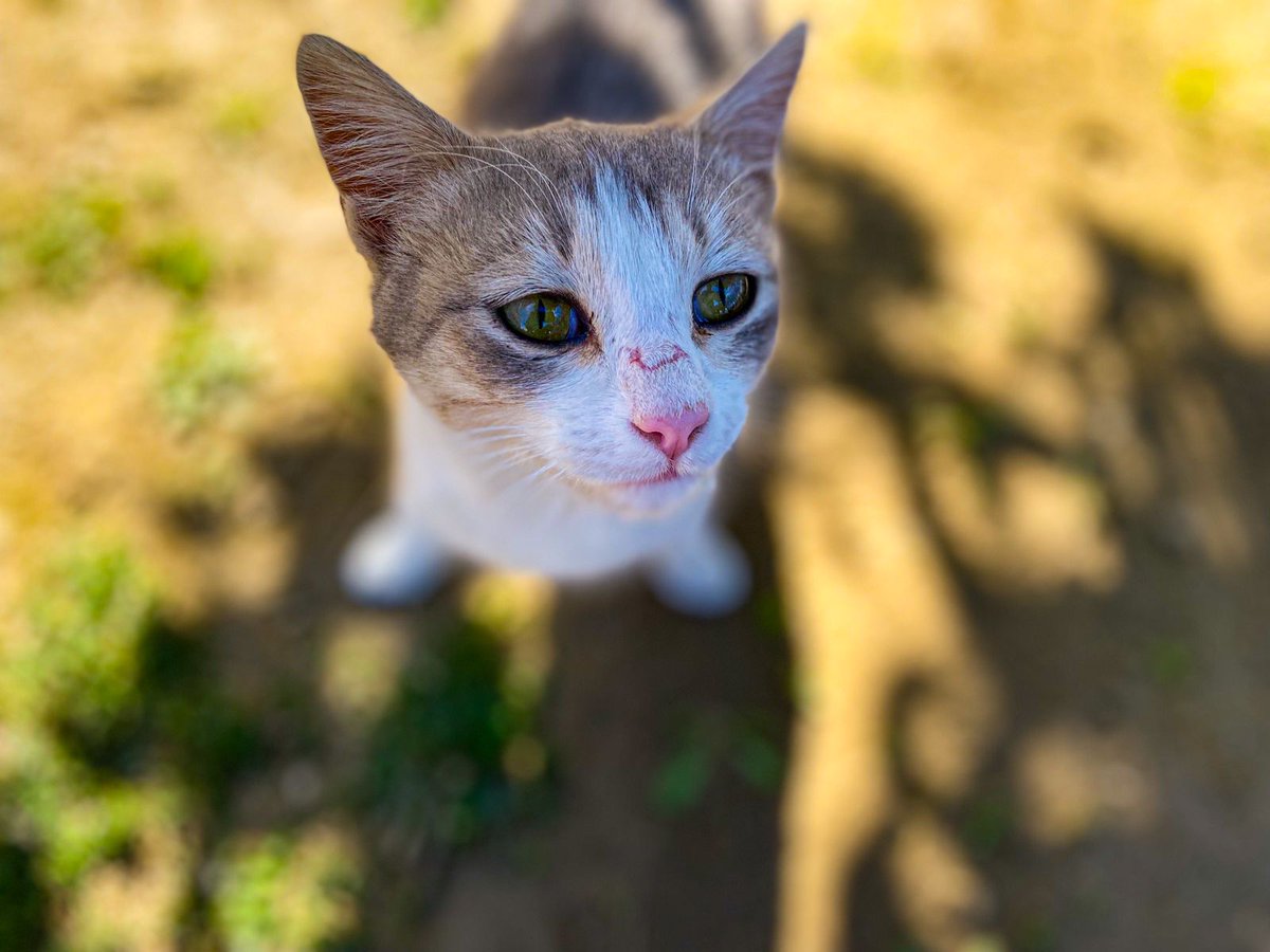 manvij1's tweet image. Sharing some of my cat pics to bless your feed and make your day 10x better! 🐾✨
 #CatsOfTwitter #CatLovers #Caturday #FelineFriends #Blessed