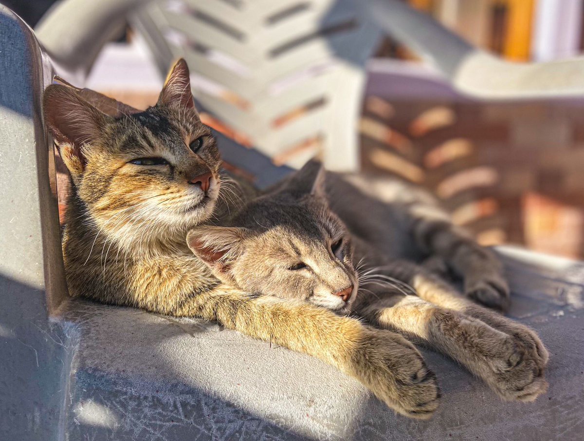 manvij1's tweet image. Sharing some of my cat pics to bless your feed and make your day 10x better! 🐾✨
 #CatsOfTwitter #CatLovers #Caturday #FelineFriends #Blessed