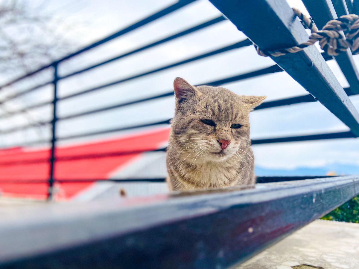 manvij1's tweet image. Sharing some of my cat pics to bless your feed and make your day 10x better! 🐾✨
 #CatsOfTwitter #CatLovers #Caturday #FelineFriends #Blessed