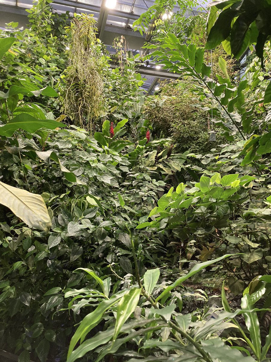 Amorphophallus titanum. Unsere Nachzucht gedeiht prächtig. Der grösste Titanbabyblattstiel misst stolze 60cm, Aussaat vor 5 Monaten. Das wachsende Blatt der Mutterknolle im Tropenhaus misst heute 80cm, wir sind auf seine Endgrösse in einem Jahr gespannt.