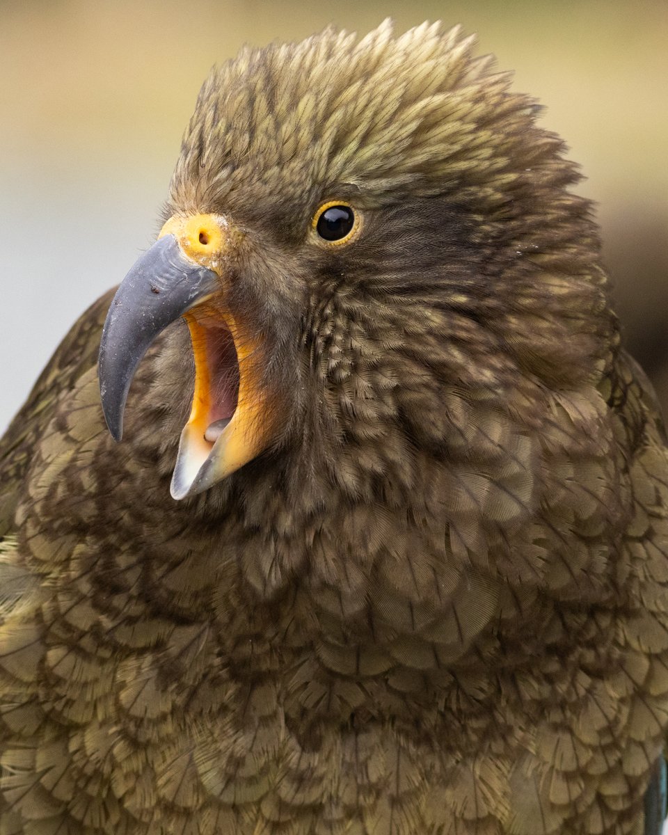 DrPaulSorrell's tweet photo. This juvenile kea has a lot to tell the world about …     #BirdPhotography #TwitterNatureCommunity #Birds #NZBirds #WildlifePhotography #NaturePhotography #ThePhotoHour #PhotoOfTheDay #BBCWildlifePOTD #BirdsSeenIn2024 #Kea #AlpineParrot #MountainParrot #Parrot #Fiordland https://t.co/eLSTpan5dE