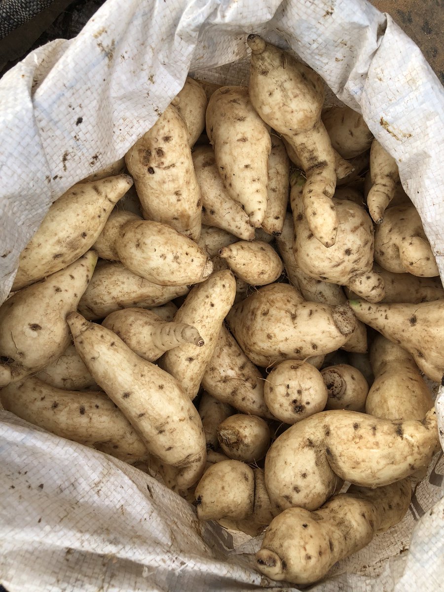 Wankwase_'s tweet image. Hey there!😌🖐

Welcome to Wankwase&apos;s Page ( Benue yam Seller), Your go-to Vendor for the Freshest Farm produce!

We&apos;re passionate about providing and sourcing the best quality of Farm Produce for Our Customers.
We sell and Supply; 
Yam
Sweet potatoes
Onions
Pepper
Garri
Tomatoes