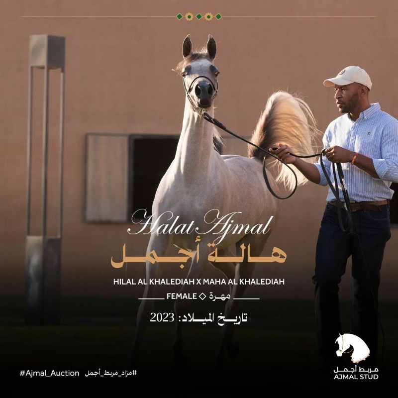 ajmalstud's tweet photo. هالة أجمل، مهرة مشعة بالحيوية والحركة المميزة، مع جسم وعنق قوي

تضيف هالتها وجمالها في #مزاد_مربط_أجمل بنت الحصان المنتج هلال الخالدية وهو أميز أبناء بطل العالم بانديروس ومن الأم ابنت البلاشيو

والأم مها الخالدية بنت شيف باسويد ومن جهة الأم مها الخالدية 

#مربط_أجمل #ajmalstud