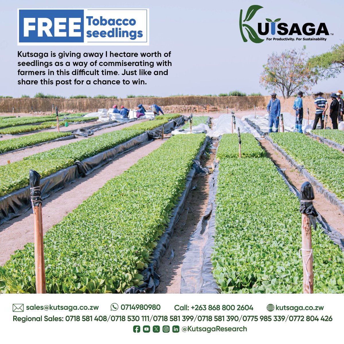 WIN BIG! Get 1 hectare of FREE tobacco seedlings from Kutsaga. Don't miss out on this incredible opportunity to kickstart your tobacco farming journey!