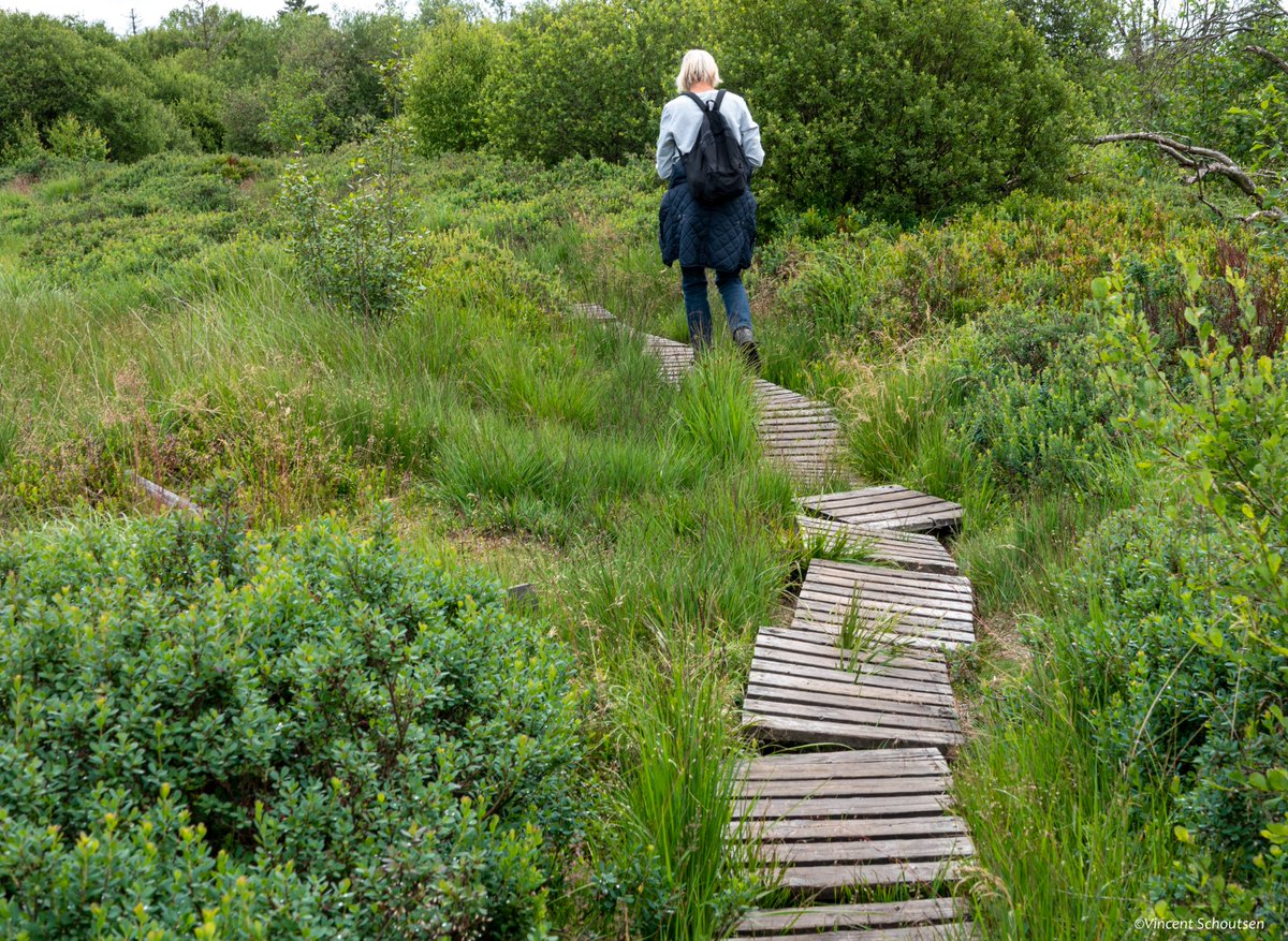 gerdivinia's tweet photo. Natuurpark Hoge Venen-Eifel,#fot_O_ktober #paadjes
@jolandabrwr https://t.co/NZ1Sk6nPqS