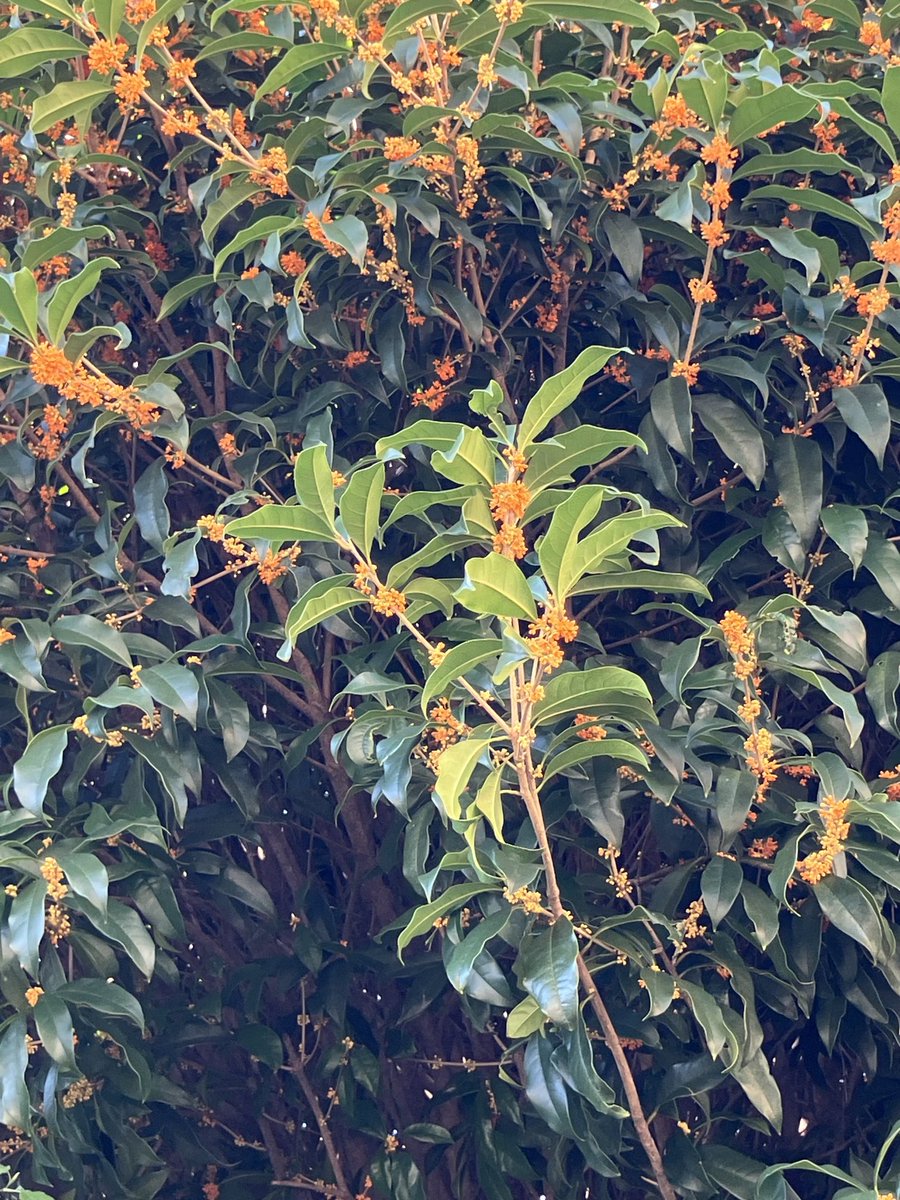 mandolinbum's tweet image. かなり遅れたけど、やっとキンモクセイが咲いたよ。