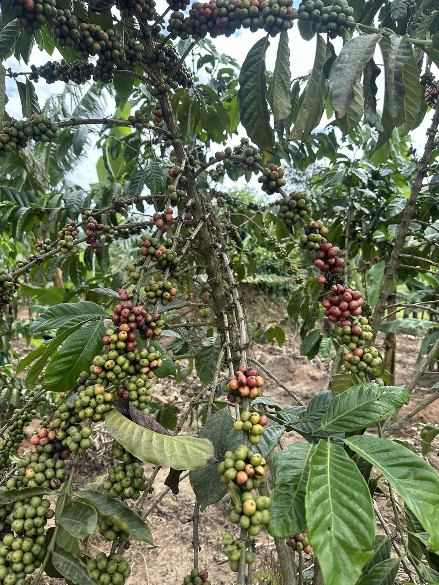 The dream 💭.                    Current state 👇